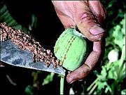 احتمال دست داشتن برادر كرزي در قاچاق مواد مخدر