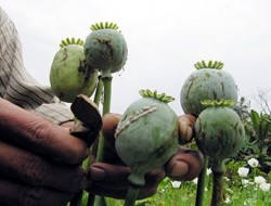 انهدام یک شبکه قاچاق مواد مخدر در تاجیکستان