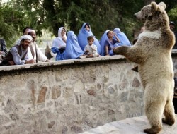 مقام‌ها و مسوولان محلی بلای جان حیات وحش