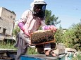 افزایش زنبورداری در هرات