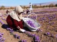 رونق صنعت زعفران  و کمک به بهبود اقتصاد افغانستان