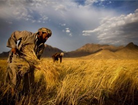 بی سارۍ باران هرات د وچکالی څخه وژغورله