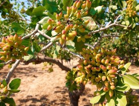 وزارت زراعت به دنبال احیای جنگلات پسته بدخشان