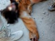 Senior Taliban leader identified as Ijaz-ul-Haq killed by own bomb in Laghman