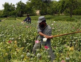 انتقاد عضو شورای ولایتی از نحوه کمپاین محو کوکنار در بادغیس