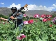 سهم همسایگان از مبارزه با مواد مخدر در افغانستان