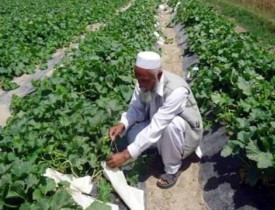 دهاقین در غزنی خواهان ایجاد سردخانه اند!