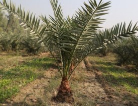 فراه، صادر کننده خرما خواهد شد