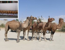 Camels laden with 1260 kgs of Hashish seized by Afghan forces in Logar