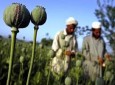 مبارزه جدی با کشت مواد مخدر در هرات صورت نگرفته است