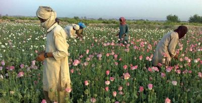 Opium production jumps 87 percent in Afghanistan: U.N.