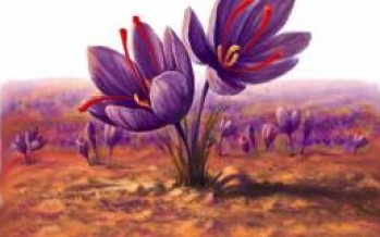 Saffron Festival Kicks Off in Kabul