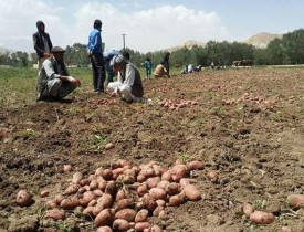 نبود مارکیت‌ها و سرد خانه‌ها؛ مشکلات عمده زارعان بامیانی