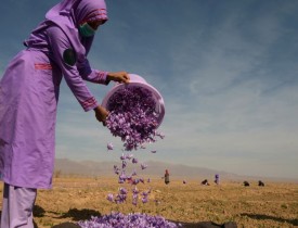 حاصل  زعفران امسال بیش از پیش بینی ها است