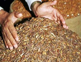 Booming Pine Nut Sector Plagued By Challenges