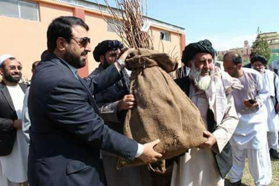 مبارزه با مواد مخدر در هلمند؛ پسته به جای تریاک