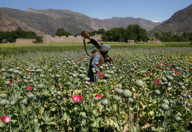 Iran Warns of High Drug Production in Afghanistan