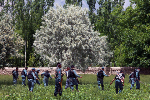 Afghan police investigate 24 drug-related cases within week