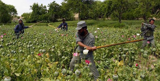 کاهش کشت 50 درصدی کوکنار در قندهار