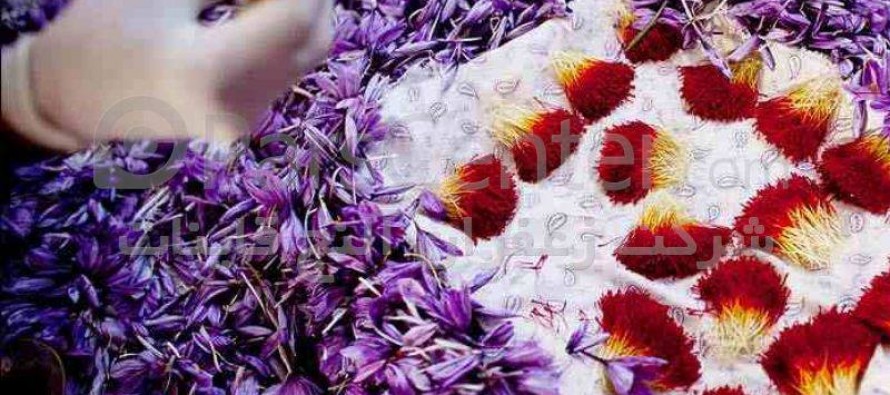 Saffron Processing Factory in Herat to Hire 700 Women