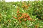 Pistachio harvest up by 100 tons in Badakhshan province: MAIL