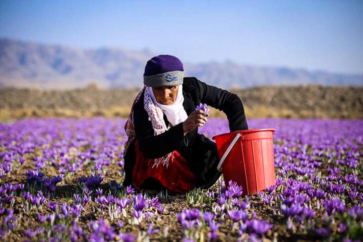 ترکیه د افغانستان د زعفرانو لپاره په یوښه او مهم بازار بدلیدونکې ده