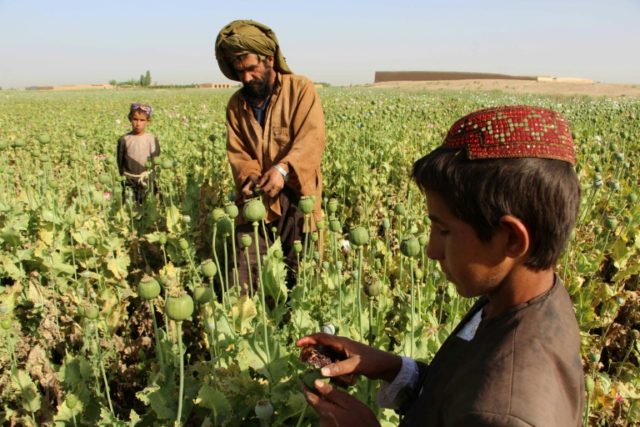 Feds: U.S.-Funded Afghan Security Chiefs ‘Often Controlling’ Opium Trafficking