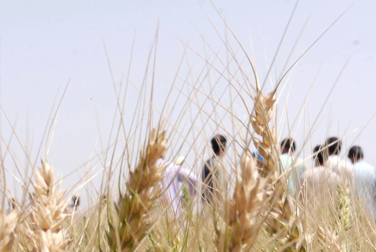 Wheat Products Decreased By 16% Last Year: Official