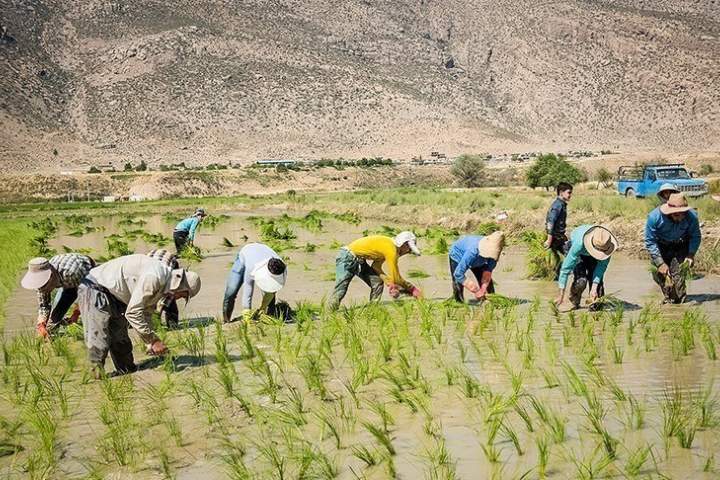 برداشت بیش از ۳۵۰هزارتن شالی در کشور