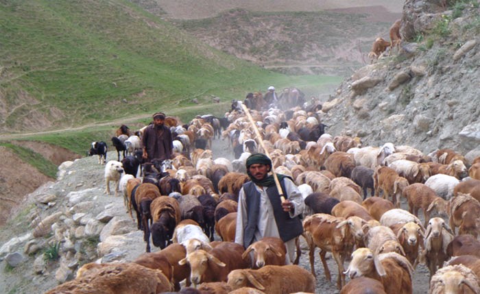 ربوده شدن ۸۰۰ رأس گوسفند توسط گروه طالبان در ولایت غور