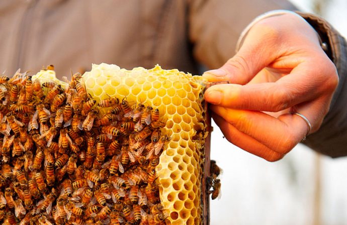 Nangarhar Honey Production to Hit 400 Tons This Year