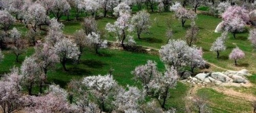 نیمی از زمین‌های زراعتی دایکندی تحت پوشش بادام قرار دارد/ ضرورت توجه بیشتر به کشت زعفران در این ولایت