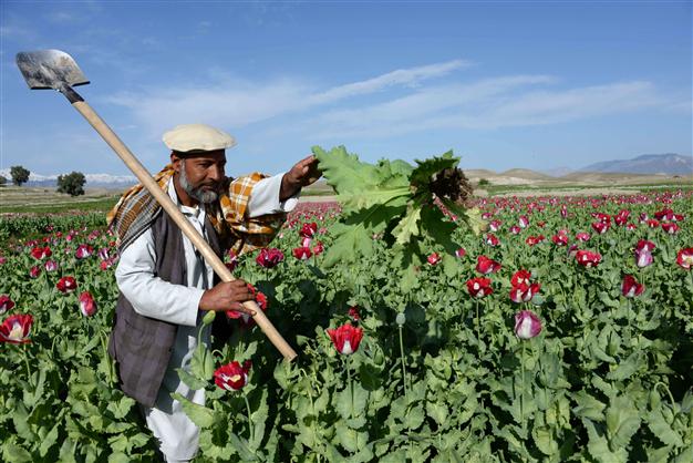 Police arrest three persons carrying 198kg drugs in Nangarhar