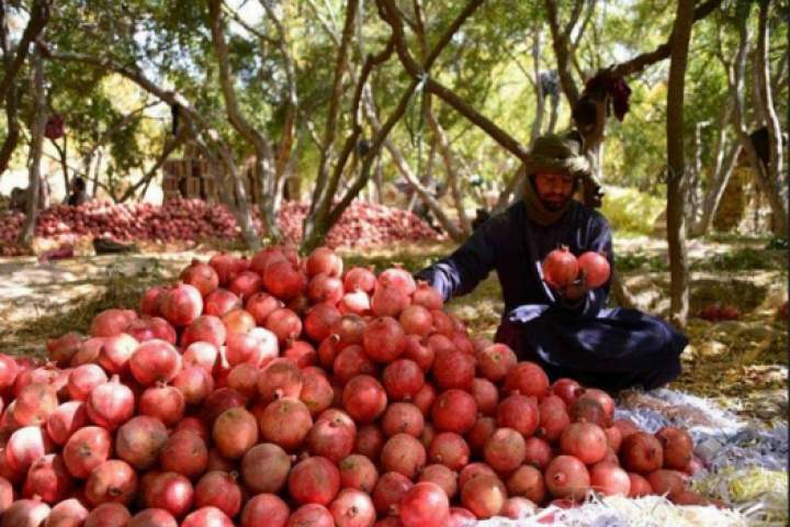 Feature: Afghan farmers eye China with optimism for exports of pomegranates