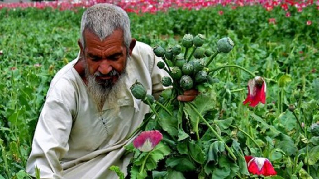 Afghan farmers in Kandahar revamp cotton fields to replace opium poppy