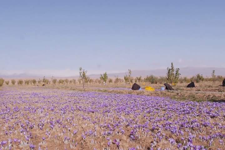 هرات کې د زعفرانو حاصل زیاتوالي ته هیله مندي