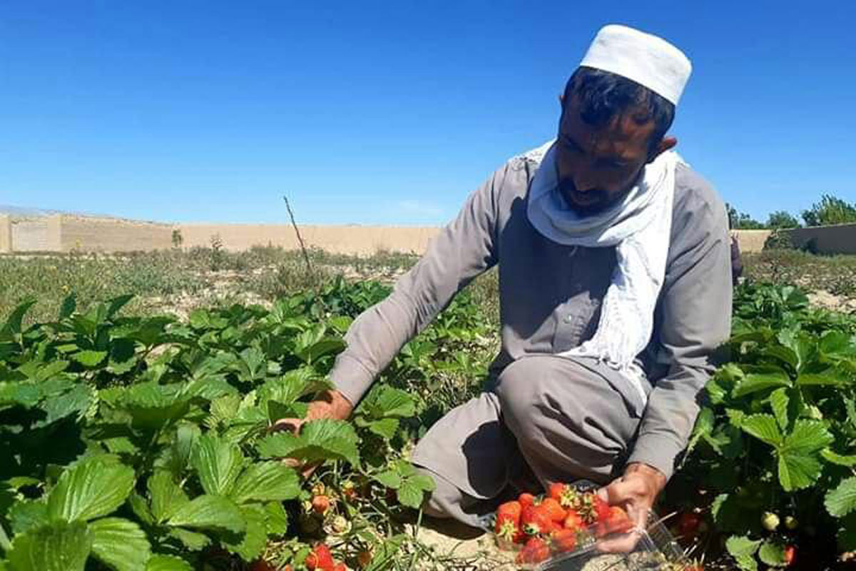 توت زمینی به جمع محصولات زراعتی غزنی پیوست