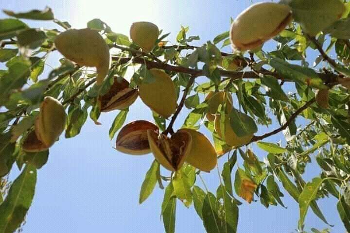 حاصلات بادام سمنگان در سال جاری به پنج هزار متریک تن می‌رسد