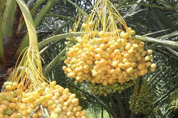 Nangarhar Dates Yield Indicates Increase