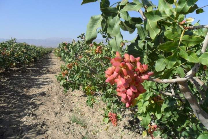 امسال حدود پنج تُن پسته در قندهار برداشت می شود