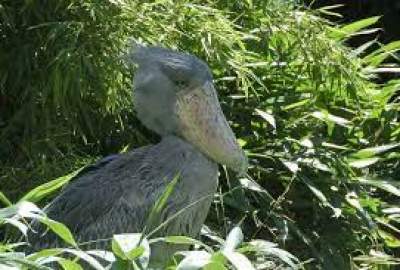 Rare ‘dinosaur bird’ patiently awaits mate to save their species