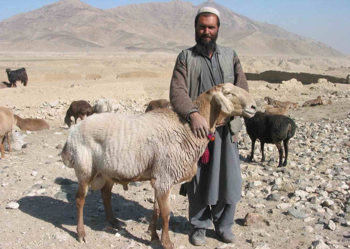 جان باختن ۹ تن بر اثر ابتلا به بیماری کنگو در هرات