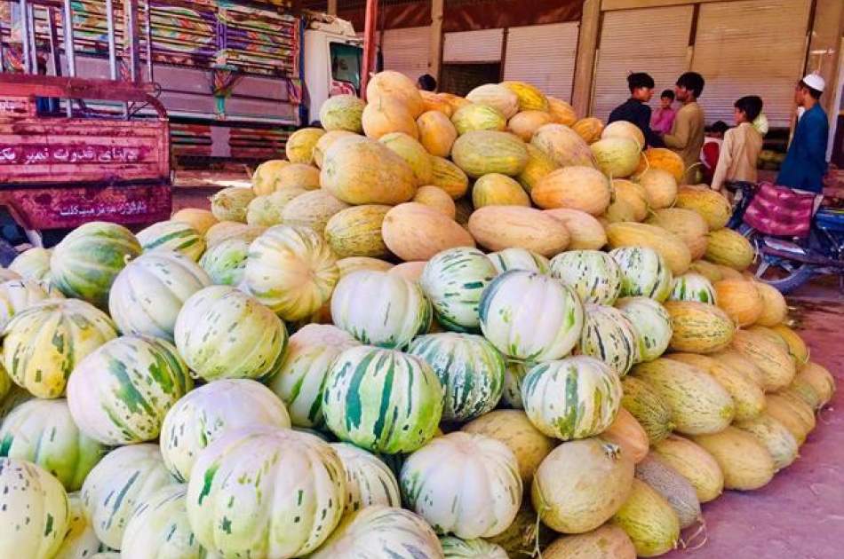 Local melon growers complain over lack of markets