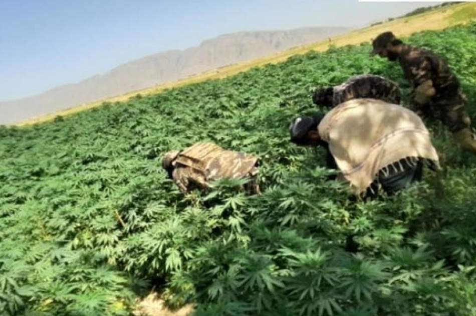 Hemp Feild Eradicate in Farah