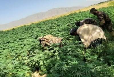 Hemp Feild Eradicate in Farah