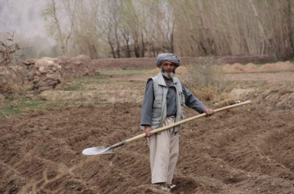 The United Nations is looking into the employment situation of Afghan farmers