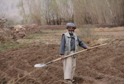 ملګري ملتونه د افغان بزګرانو د کارموندنې وضعیت څیړي