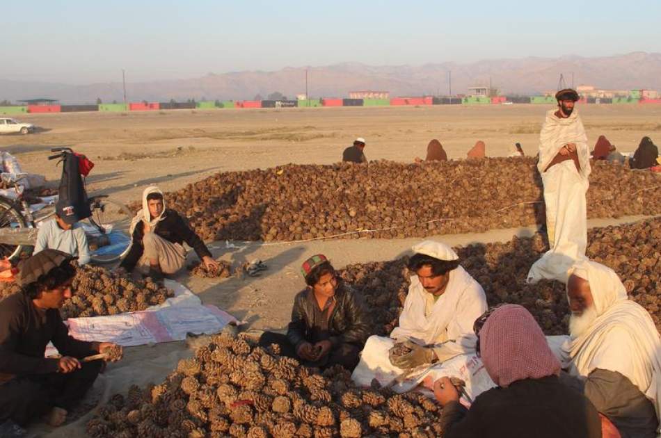 نزاع بر سر محصول جلغوزه در پکتیا/ 5 تن کشته و زخمی شدند