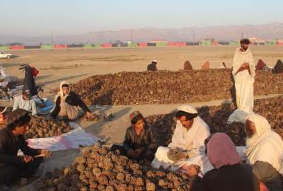 نزاع بر سر محصول جلغوزه در پکتیا/ 5 تن کشته و زخمی شدند