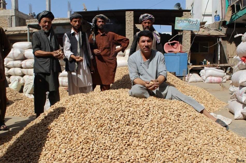 Samanagan almonds have a high yield